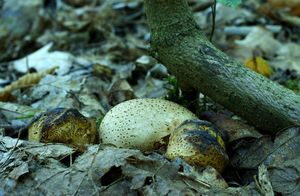 Klikni pro velký obrázek