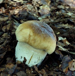 Klikni pro velký obrázek