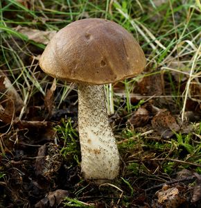 Klikni pro velký obrázek