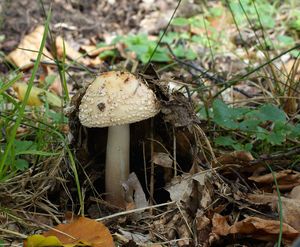 Muchomůrka růžovka - Amanita rubescens Pers. 1797