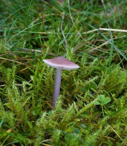 Helmovka ředkvičková - Mycena pura (Pers.) P. Kumm. 1871