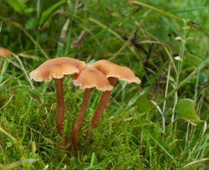 Lakovka obecná - Laccaria laccata