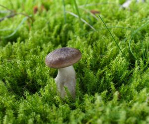 Strmělka kyjonohá - Clitocybe clavipes (Pers.) P.Kumm.