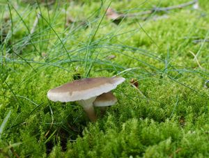 Strmělka kyjonohá - Ampulloclitocybe clavipes (Pers.) Redhead, Lutzoni, Moncalvo & Vilgalys 2002