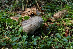 Ryzec zelený - Lactarius blennius