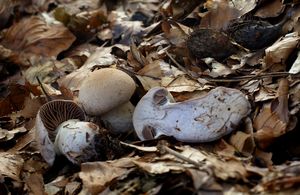 Pavučinec nevlídný - Cortinarius torvus (Fr.) Fr.