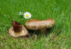 Čechratka podvinutá - Paxillus involutus