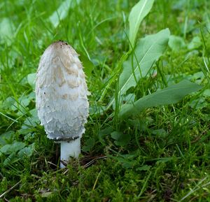 Hnojník obecný - Coprinus comatus (O.F. Müll.) Pers. 1797