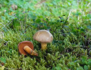 Hřib peprný - Chalciporus piperatus (Bull.) Bataille