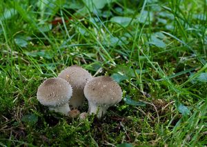 Pýchavka obecná - Lycoperdon perlatum Pers. 1796