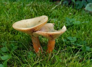 Ryzec smrkový - Lactarius deterrimus Gröger 1968