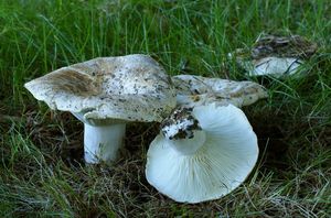 Holubinka bílá - Russula delica Fr. 1838