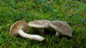 Ryzec palčivý - Lactarius pyrogalus