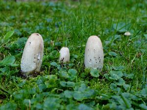 Hnojník obecný - Coprinus comatus (O.F. Müll.) Pers. 1797