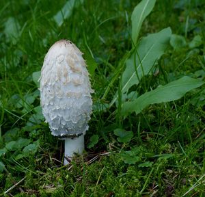 Hnojník obecný - Coprinus comatus (O.F. Müll.) Pers. 1797