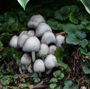 Hnojník inkoustový - Coprinus atramentarius ( Bull. ) Fr.