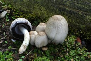 Hnojník inkoustový - Coprinus atramentarius ( Bull. ) Fr.