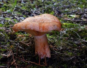 Ryzec borový - Lactarius pinicola Smotl. ex Z. Schaef. 1970