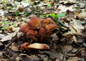 Penízovka vřetenonohá - Gymnopus fusipes ( Bull. ) Gray