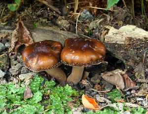 Polnička lysá - Cyclocybe erebia (Fr.) Vizzini & Matheny 2014