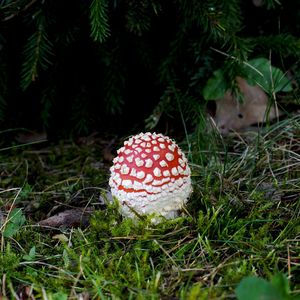 Muchomůrka červená - Amanita muscaria (L.) Lam. 1783