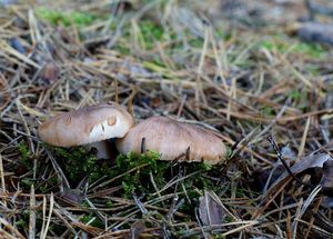 Klouzek obecný - Suillus luteus (L.) Roussel 1796