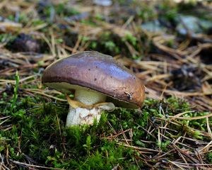 Klouzek obecný - Suillus luteus (L.) Roussel 1796