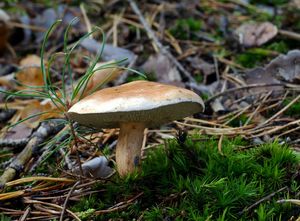 Klouzek kravský - Suillus bovinus (L.:Fr.) Roussel