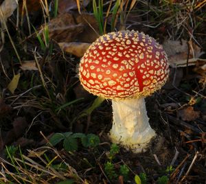 Muchomůrka červená - Amanita muscaria (L.) Lam. 1783