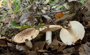 Čirůvka topolová - Tricholoma populinum J. E. Lange