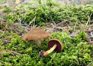 Pavučinec polokrvavý - Cortinarius semisanguineus (Fr.) Gillet