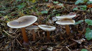 Penízovka kuželovitá - Rhodocollybia butyracea f. asema