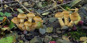 Václavka hlíznatá - Armillaria gallica Marxm. & Romagn. 1987