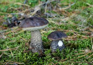 Kozák březový černohnědý - Leccinum melaneum (Smotl.) Pilát & Dermek 1974