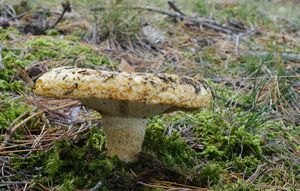 Ryzec ďubkovaný - Lactarius scrobiculatus (Scop.) Fr. 1838