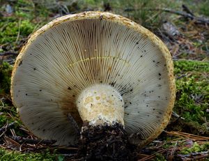 Ryzec ďubkovaný - Lactarius scrobiculatus (Scop.) Fr. 1838