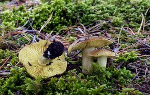 Čirůvka zelánka - Tricholoma equestre (L.) P. Kumm. 1871