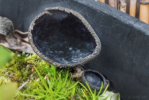 Chřapáč černý - Helvella corium (O. Weberb.) Massee