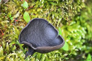 Chřapáč černý - Helvella corium (O. Weberb.) Massee