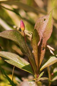 Sedmikvítek evropský (Trientalis europaea L.)