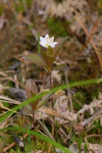 Sedmikvítek evropský (Trientalis europaea L.)