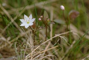 Sedmikvítek evropský (Trientalis europaea L.)