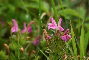 Všivec lesní (Pedicularis sylvatica)