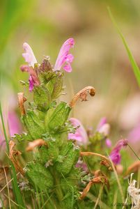 Všivec lesní (Pedicularis sylvatica)