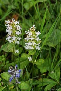 Zběhovec plazivý (Ajuga reptans)