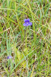 Tučnice obecná (Pinguicula vulgaris)