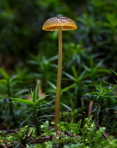 Helmovka zlatobřitá - Mycena aurantiomarginata (Fr.) Quél. 1872