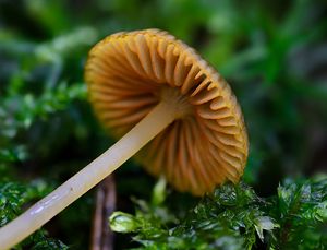 Helmovka zlatobřitá - Mycena aurantiomarginata (Fr.) Quél. 1872