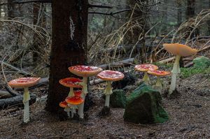 Muchomůrka červená - Amanita muscaria (L.) Lam. 1783