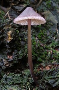 Helmovka hnědopurpurová - Mycena purpureofusca (Peck) Sacc. 1887